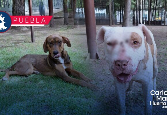 Refuerza SEDIF acciones de bienestar animal tras resguardo de dos caninos en Puebla