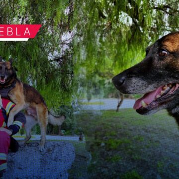 Rex concluye 9 años de servicio en La Cruz Roja Mexicana de Puebla