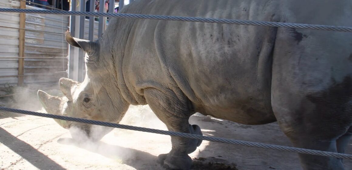 Rinoceronte blanco Llegan cuatro rinocerontes blancos de Europa al Zoológico de Guadalajara