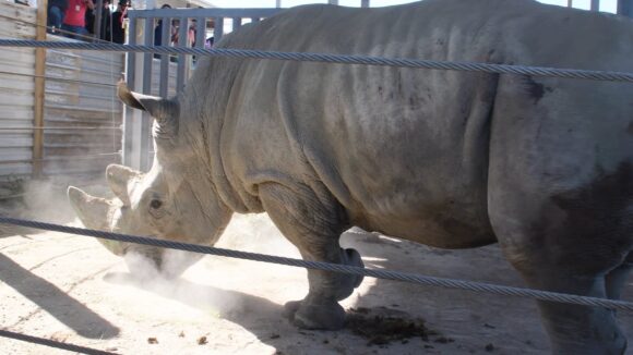 Llegan cuatro rinocerontes blancos de Europa al Zoológico de Guadalajara