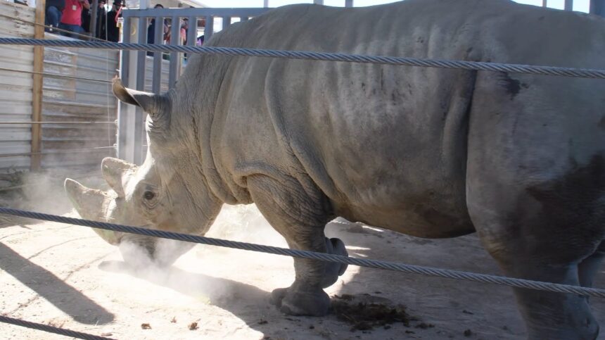 Llegan cuatro rinocerontes blancos de Europa al Zoológico de Guadalajara