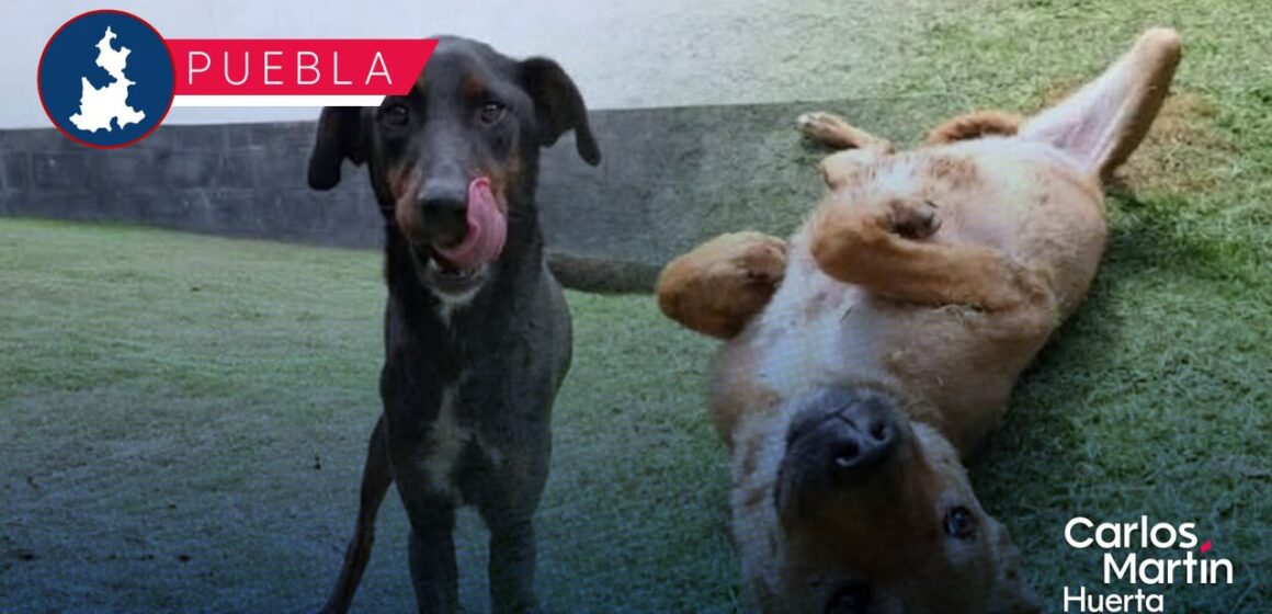 SEDIF asegura a dos caninas por presunto maltrato en Infonavit Amalucan