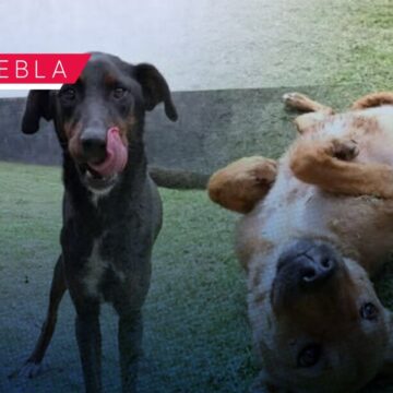 SEDIF asegura a dos caninas por presunto maltrato en Infonavit Amalucan SEDIF asegura a dos caninas por presunto maltrato en Infonavit Amalucan