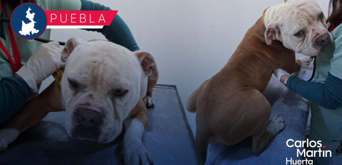 SEDIF asegura a un canino en Lomas de San Miguel por presunto maltrato