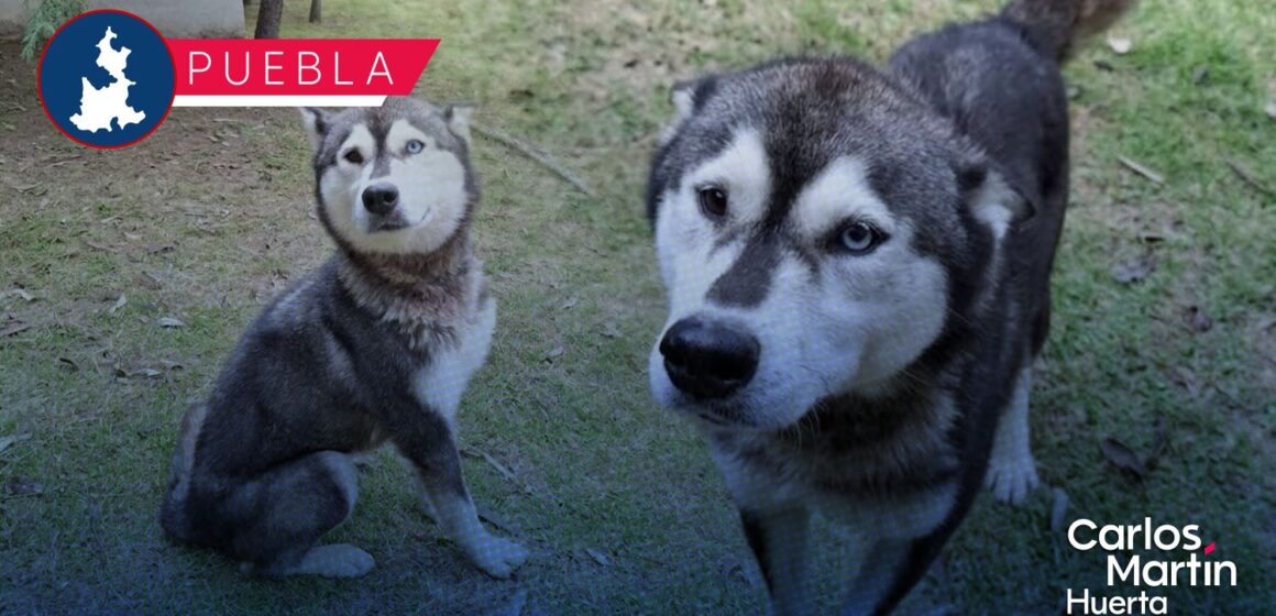 SEDIF rescata a canina por presunto maltrato en La Libertad
