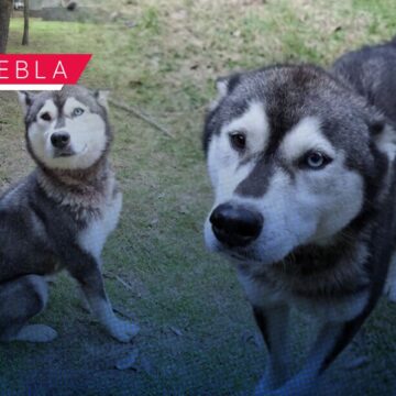 SEDIF rescata a canina por presunto maltrato en La Libertad