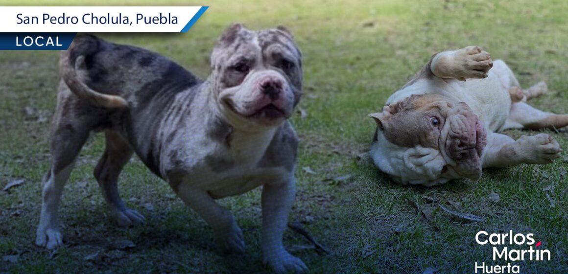 SEDIF rescata a dos caninos tras denuncia por maltrato en San Pedro Cholula