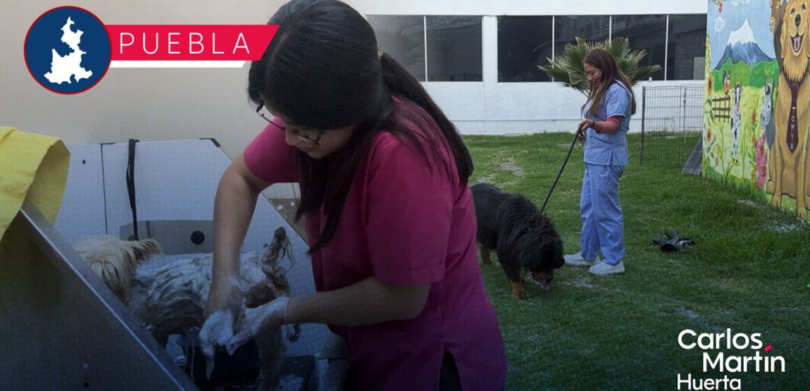 SEDIF y FGE mantienen bajo resguardo a siete caninos por caso de maltrato animal en Puebla SEDIF y FGE mantienen bajo resguardo a siete caninos por caso de maltrato animal en Puebla