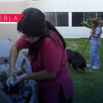 SEDIF y FGE mantienen bajo resguardo a siete caninos por caso de maltrato animal en Puebla