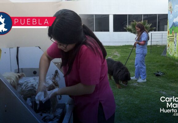 SEDIF y FGE mantienen bajo resguardo a siete caninos por caso de maltrato animal en Puebla