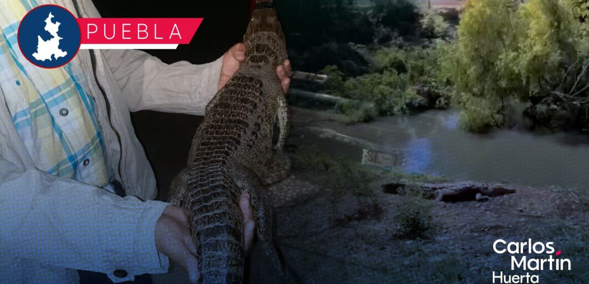Tras meses de búsqueda, capturan a cocodrilo de la Laguna de San Baltazar Campeche