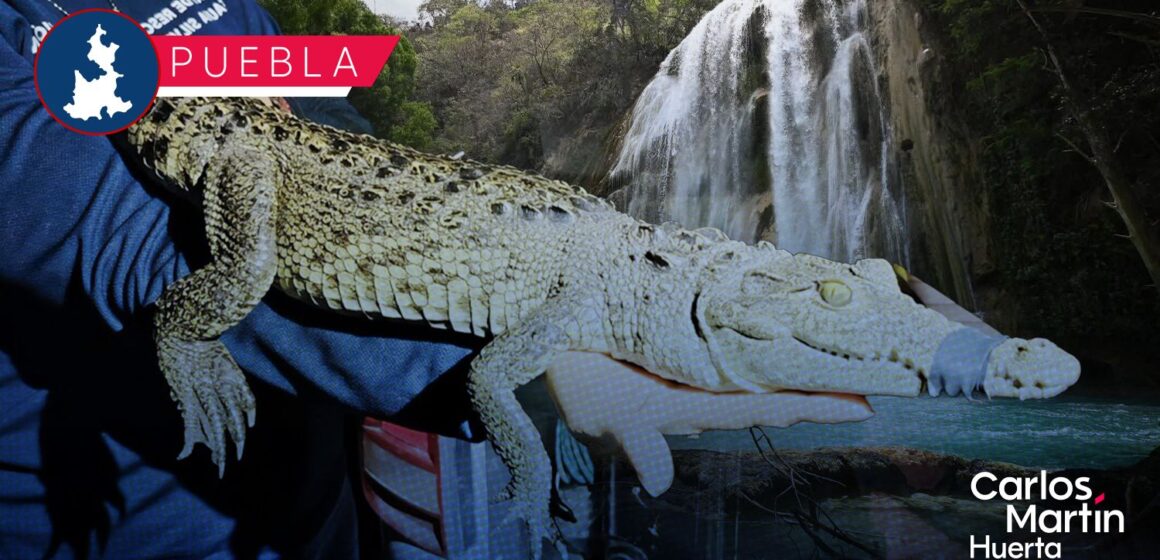 Tras su captura, cocodrilo de la Laguna de San Baltazar Campeche será enviado a Chiapas Tras su captura, cocodrilo de la Laguna de San Baltazar Campeche será enviado a Chiapas