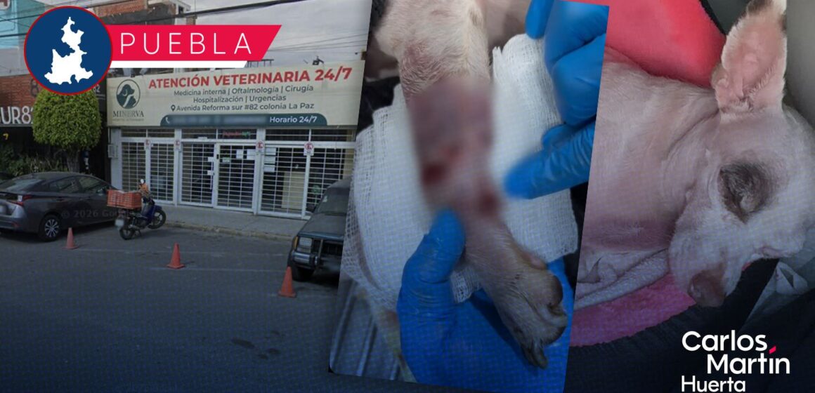 Exponen presunto caso de negligencia en Hospital Veterinario Minerva; esto pasó con Coco