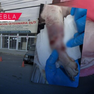 Exponen presunto caso de negligencia en Hospital Veterinario Minerva; esto pasó con Coco