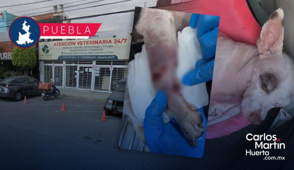 Exponen presunto caso de negligencia en Hospital Veterinario Minerva; esto pasó con Coco