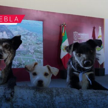 La Ciudad de los Seres Sintientes: Así será el complejo de bienestar animal en Puebla