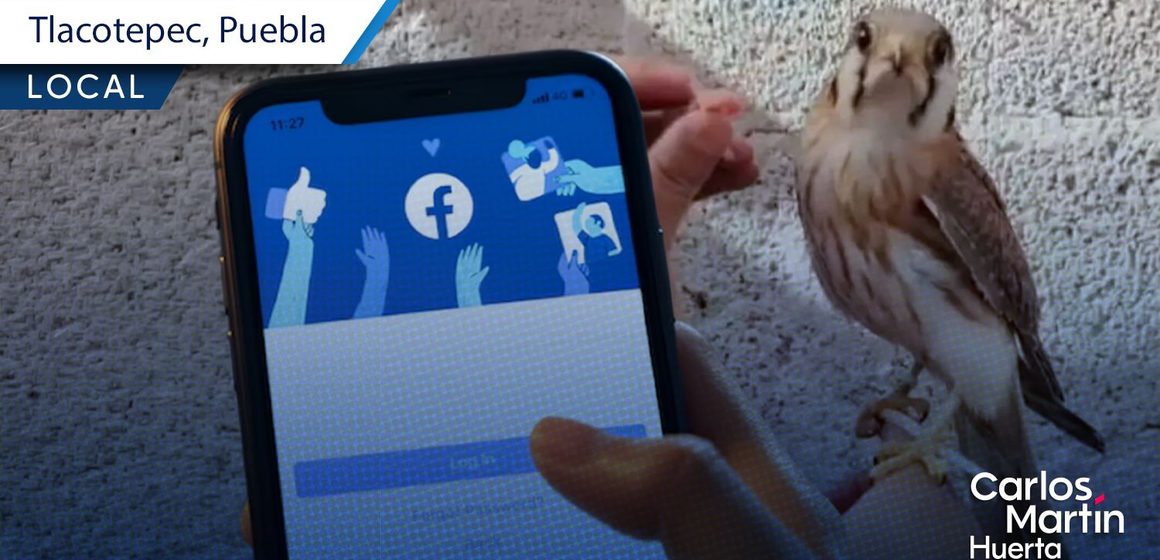 Venden loros y halcones en Facebook de Tlacotepec de Benito Juárez