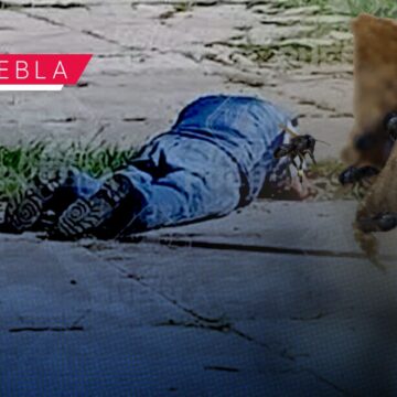 Enjambre de abejas ataca a trabajador del Ayuntamiento de Puebla en San Bartolo