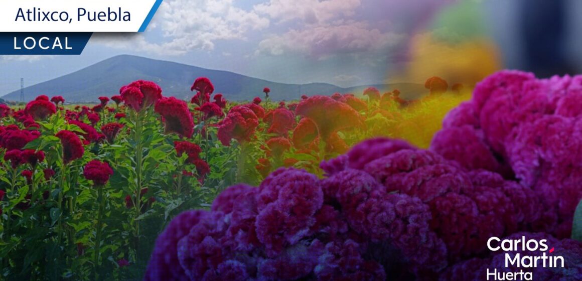 Atlixco se tiñe de cempasúchil y terciopelo: ¿Dónde comprar flores directamente de productor?