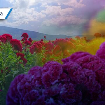 Atlixco se tiñe de cempasúchil y terciopelo: ¿Dónde comprar flores directamente de productor?