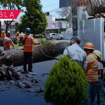 Donarán palmeras retiradas en La Paz a Africam Safari para la conservación de aves en Puebla