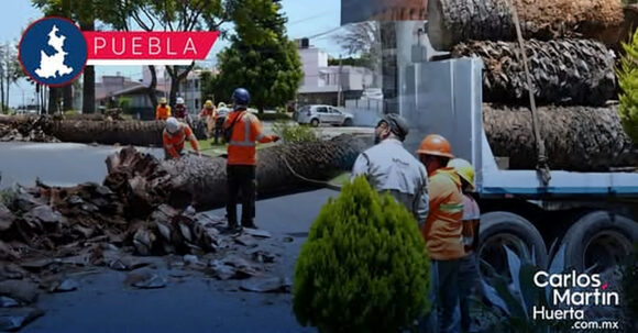 Donarán palmeras retiradas en La Paz a Africam Safari para la conservación de aves en Puebla